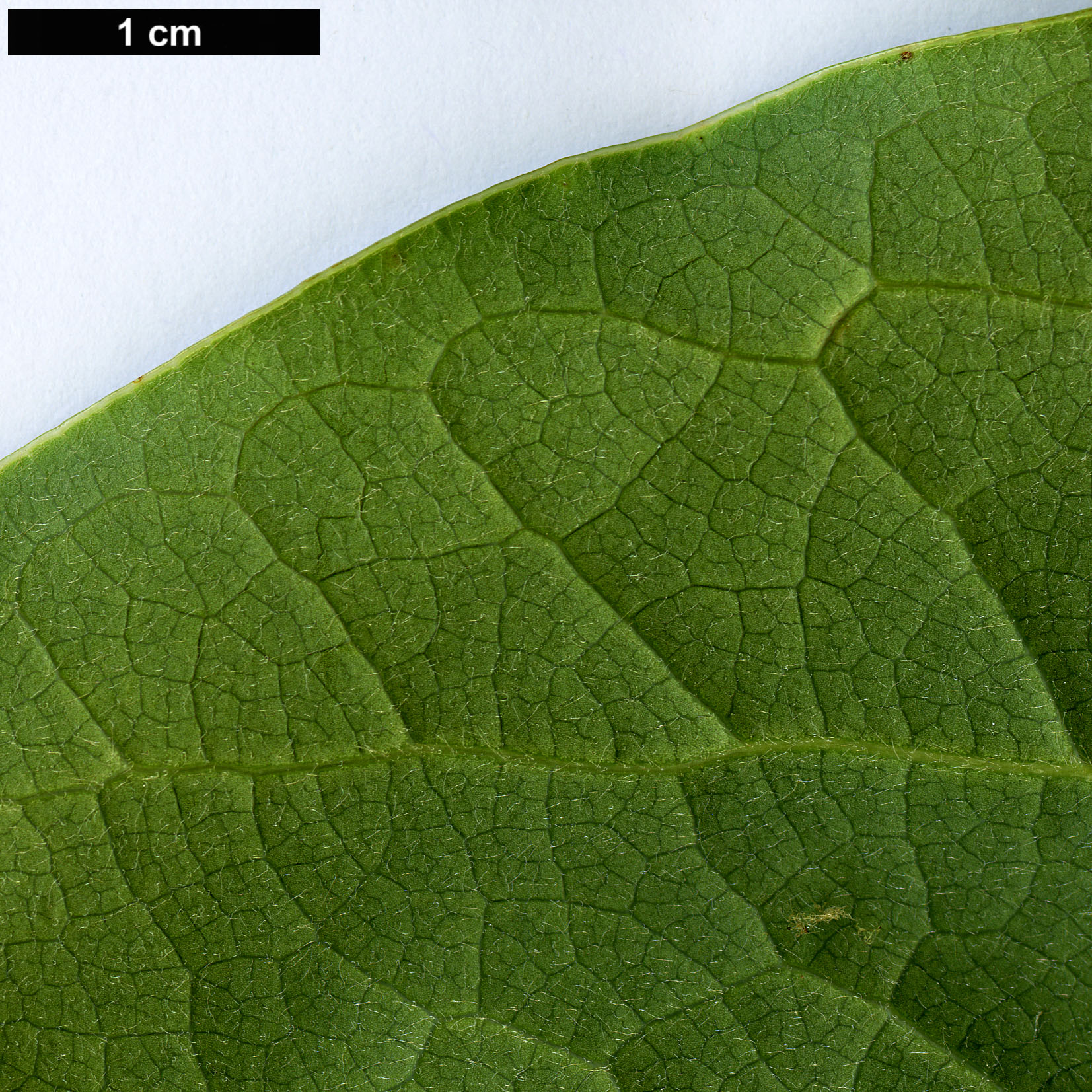 High resolution image: Family: Magnoliaceae - Genus: Magnolia - Taxon: aff. odoratissima